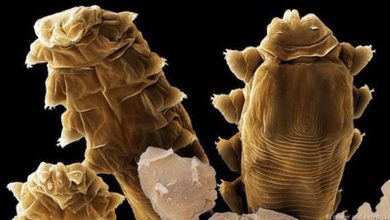 5ae2491366a97c82b0b8752d