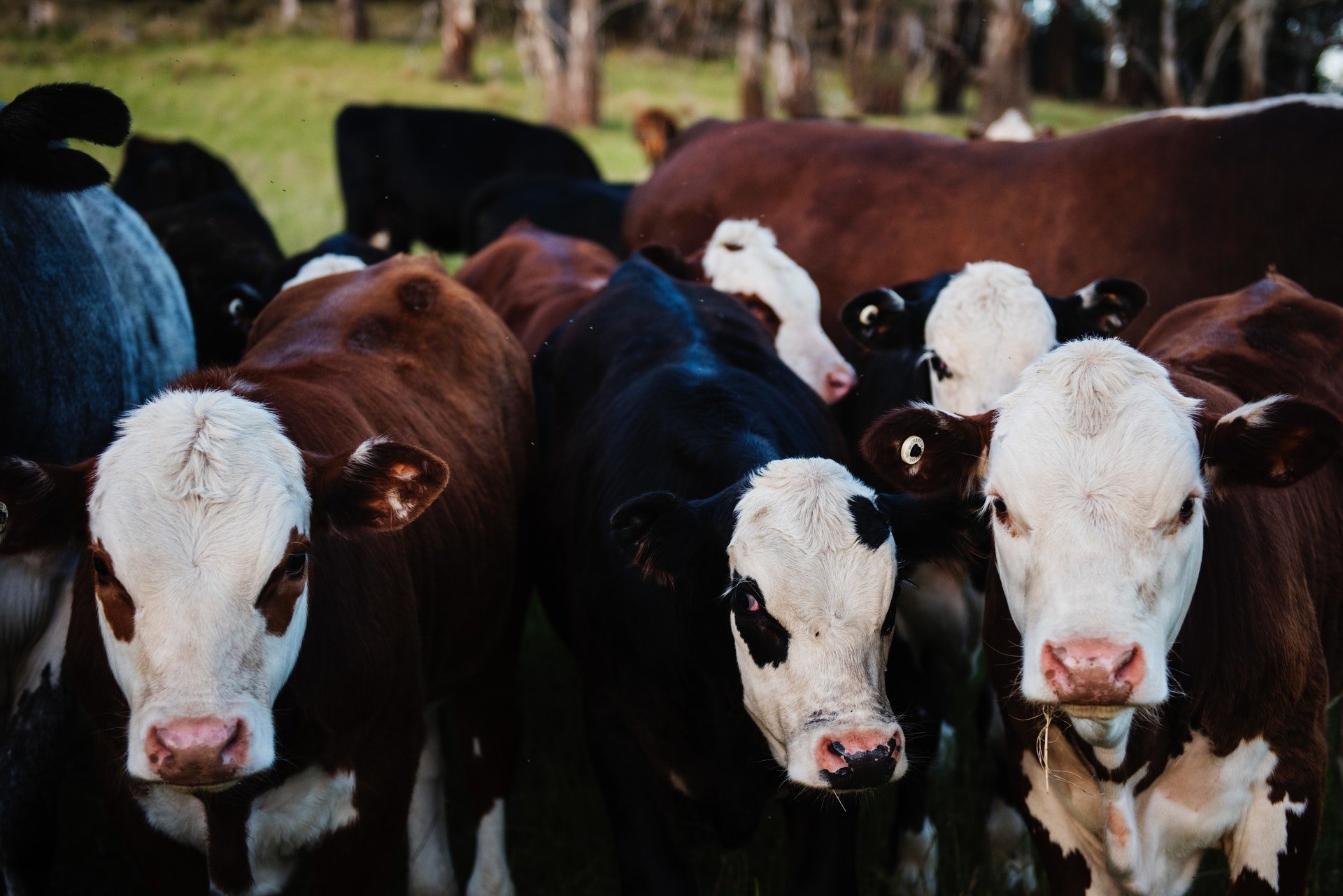 5 Zeka Sorusu İle Kendini Test Et close up photo of cows 735973 1