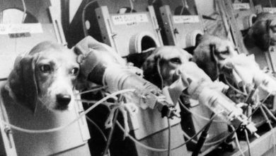 Hayvanlar üzerindeki deneyler ne kadar etkili ? Animal testing provided public domain 724x476 1