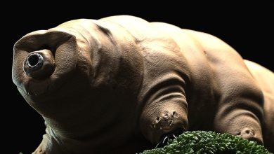 Tardigrat : Dünyanın En Dayanıklı Canlısı #1 Tardigrat