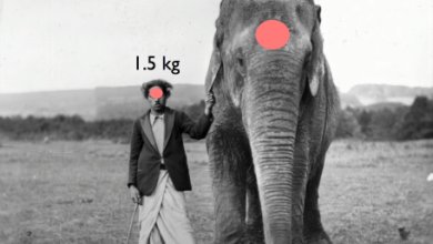 İnsan ve fil beyninin hacimsel ve kütlesel karşılaştırılması.