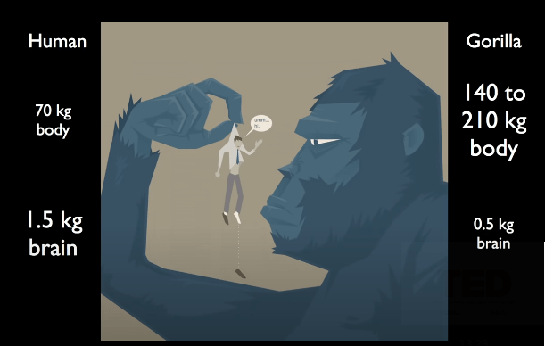 Beynimizi Diğer Hayvan Beyinlerinden Ayıran Nokta Nedir ? İnsan ve Gorilin vücut kütlesi ve beyin kütlesi bakımından karşılaştırılması
