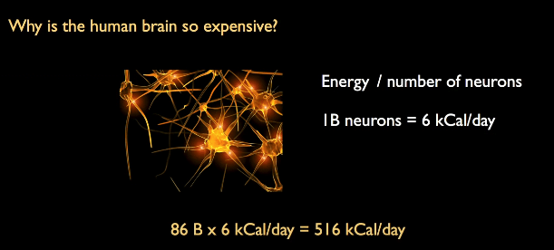 Beynimizi Diğer Hayvan Beyinlerinden Ayıran Nokta Nedir ? Beynimizin Günlük kaç kaloriye ihtiyacı olduğunun hesaplaması.