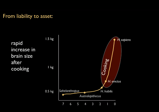 Beynimizi Diğer Hayvan Beyinlerinden Ayıran Nokta Nedir ? yarım veya bir milyon yıl önce insanın ateşi kullanarak gıdalarını pişirmesi sonucunda gelişen beynin hızlı evrimsel süreci.
