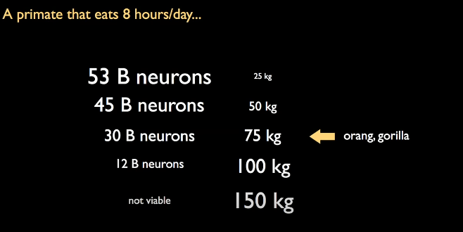 Beynimizi Diğer Hayvan Beyinlerinden Ayıran Nokta Nedir ? Goril ve Orangutanların beyinlerindeki nöron sayısının evrimsel limiti.