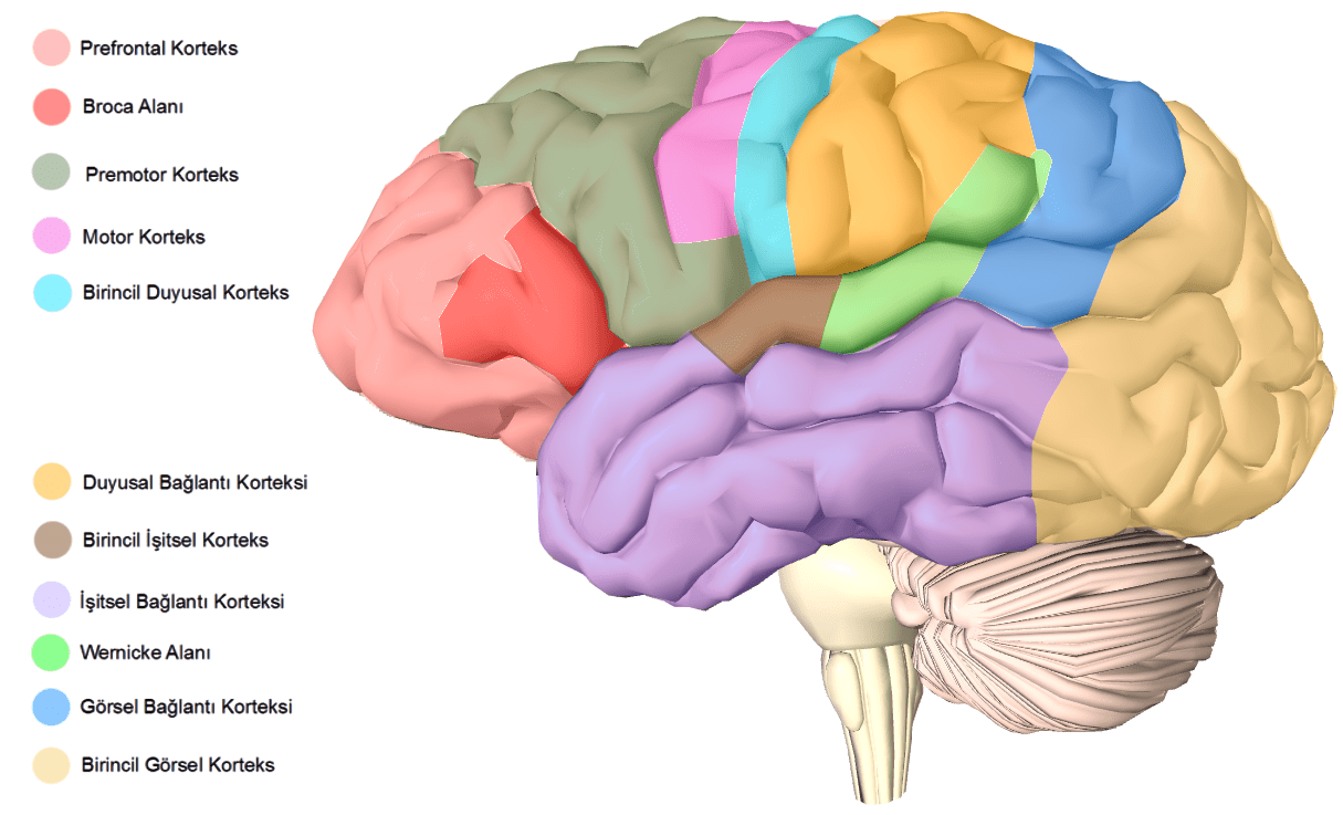 Beyin_Bölümleri