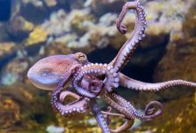 Octopus Vulgaris, Ahtapot