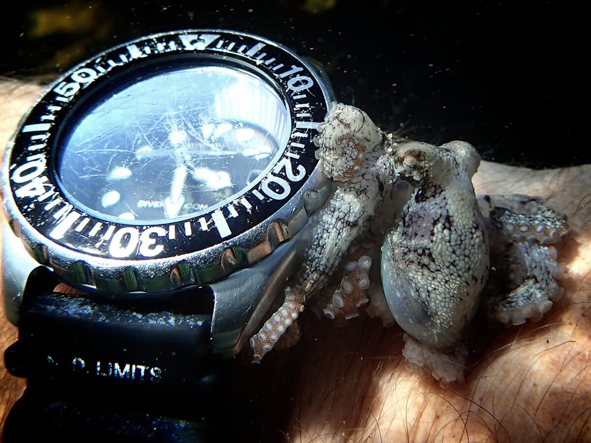 Octopus Vulgaris, Craig Foster