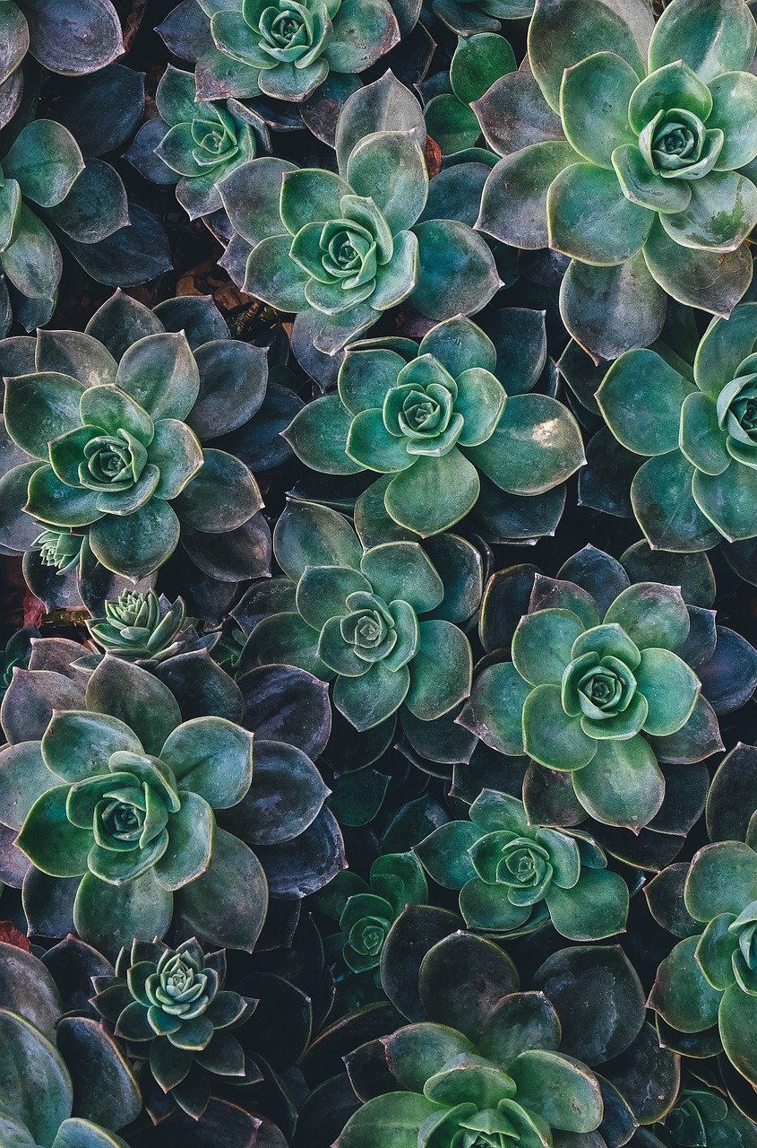 succulent 1031033 1280