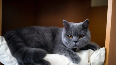 british shorthair