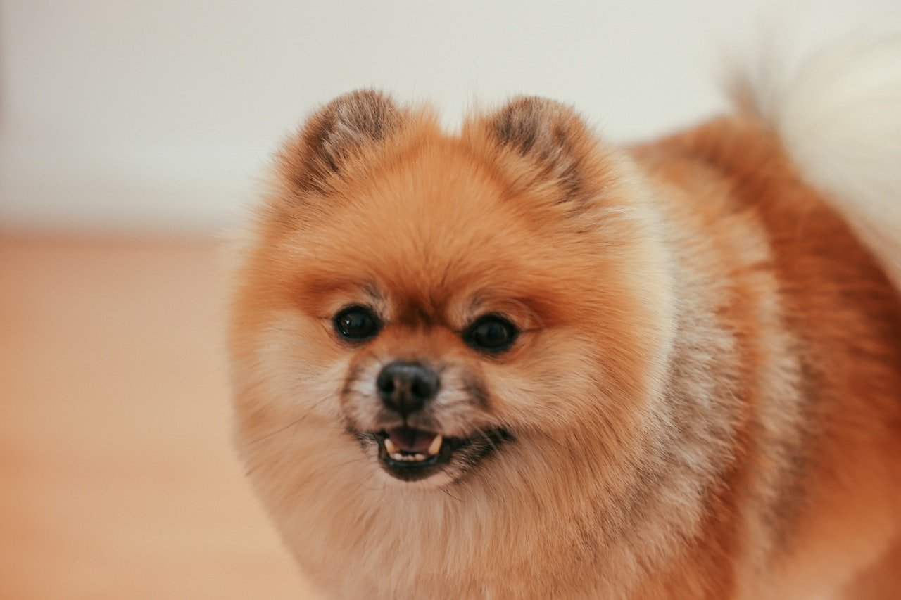 Pomeranian Boo Özellikleri Nedir? Bakımı Nasıl Yapılır?