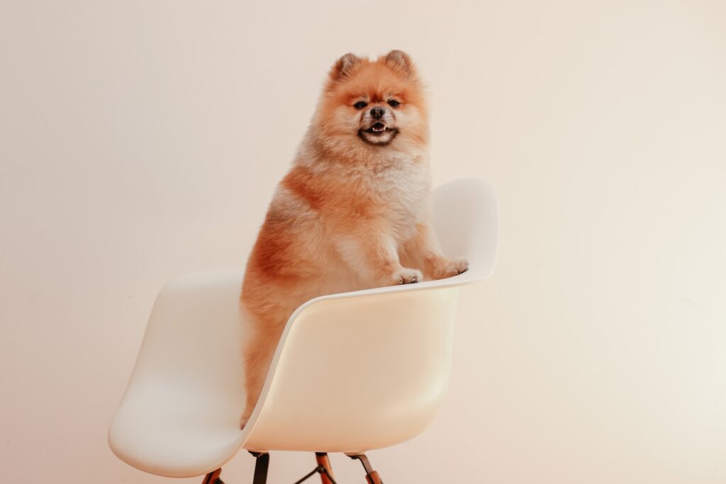 Pomeranian Boo Özellikleri Nedir? Bakımı Nasıl Yapılır?