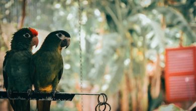 Renklerine Göre Muhabbet Kuşu İsim Önerileri