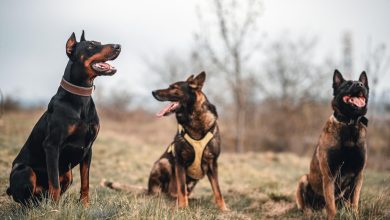 Doberman Pinscher Özellikleri ve Bakımı Nasıl Yapılır? Doberman Pinscher Özellikleri ve Bakımı Nasıl Yapılır?