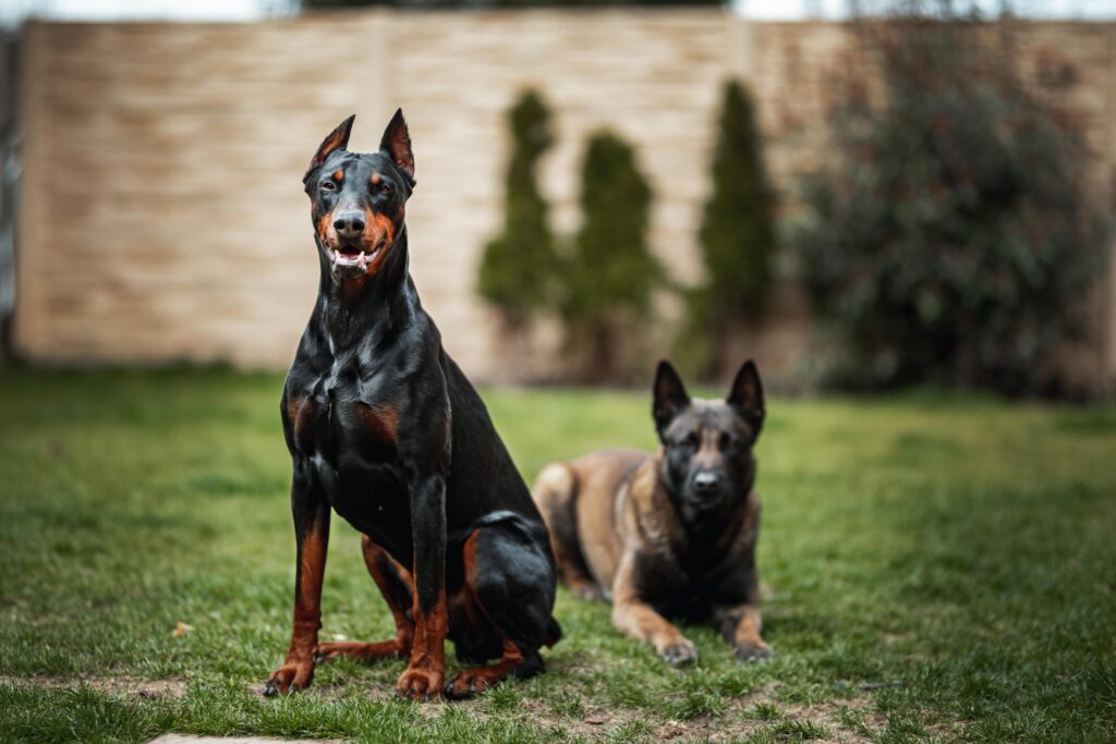 Doberman Pinscher Özellikleri ve Bakımı