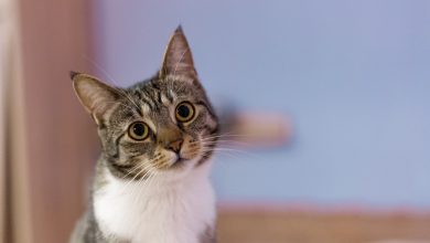 Kedilerde Pati Şişmesi Nedenleri ve Tedavi Seçenekleri