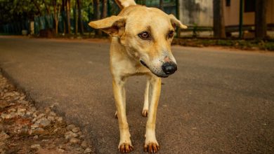 Kuduz Nedir? Kuduz Belirtileri, Tedavisi ve Kuduz Aşısı