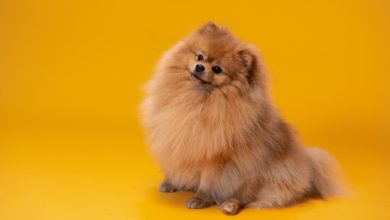 Pomeranian Boo Özellikleri Nedir? Bakımı Nasıl Yapılır? Pomeranian Boo Özellikleri Nedir? Bakımı Nasıl Yapılır?