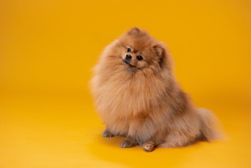 Pomeranian Boo Özellikleri Nedir? Bakımı Nasıl Yapılır? - InFreza