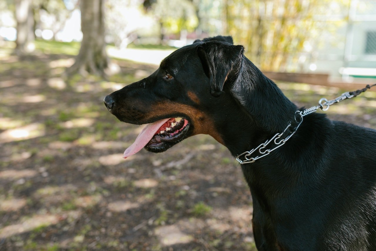 Doberman Pinscher Özellikleri ve Bakımı Nasıl Yapılır?