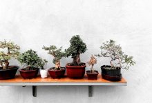 Bonsai Ağaç Sanatı Nedir? Bonsai İçin Uygun Olan 10 Ağaç Türü