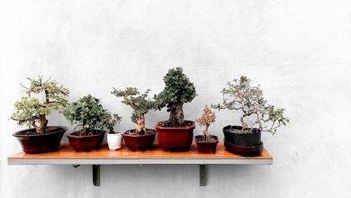 Bonsai Ağacı Nedir? Bonsai İçin Uygun Olan 10 Ağaç Türü Bonsai Ağaç Sanatı Nedir? Bonsai İçin Uygun Olan 10 Ağaç Türü