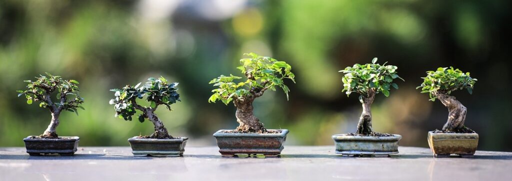 Bonsai Ağaç Sanatı Nedir? Bonsai İçin Uygun Olan 10 Ağaç Türü