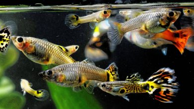 Lepistes Bakımı Nasıl Yapılır? Lepistes Özellikleri Nedir?