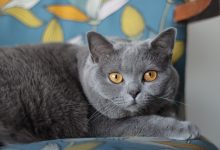 British Longhair Bakımı Nasıl Yapılır? British Longhair Özellikleri Nedir?